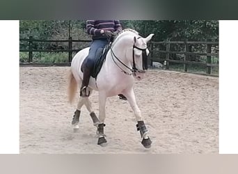 Lusitanien, Étalon, 7 Ans, 160 cm, Perlino