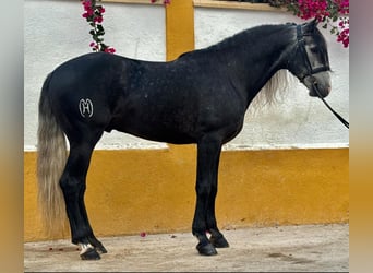 Lusitanien, Étalon, 7 Ans, 161 cm, Gris pommelé