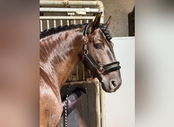 Lusitanien, Étalon, 7 Ans, 163 cm, Bai brun