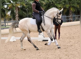 Lusitanien, Étalon, 7 Ans, 163 cm, Gris