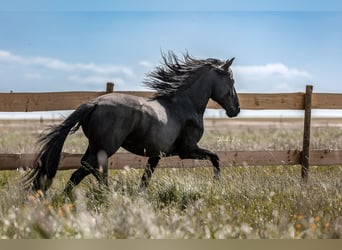 Lusitanien, Étalon, 7 Ans, 163 cm, Noir
