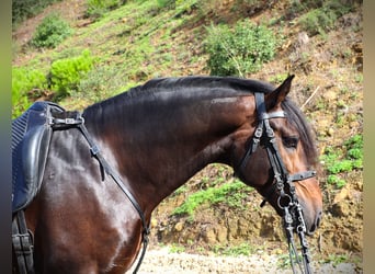 Lusitanien, Étalon, 7 Ans, 165 cm, Bai brun