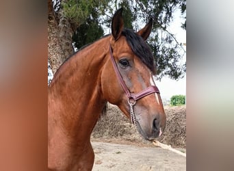 Lusitanien, Étalon, 7 Ans, 165 cm, Bai