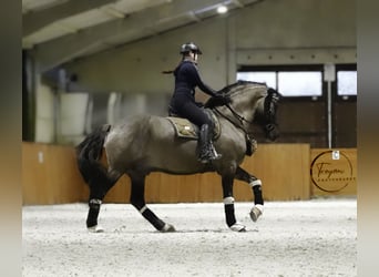 Lusitanien Croisé, Étalon, 7 Ans, 166 cm, Grullo