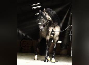 Lusitanien Croisé, Étalon, 7 Ans, 166 cm, Grullo