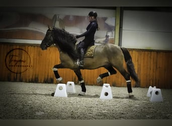 Lusitanien Croisé, Étalon, 7 Ans, 166 cm, Grullo