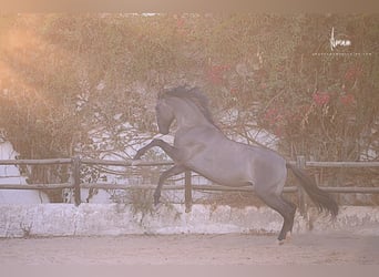 Lusitanien, Étalon, 7 Ans, 168 cm, Grullo