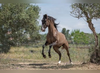 Lusitanien, Étalon, 7 Ans, 168 cm, Grullo