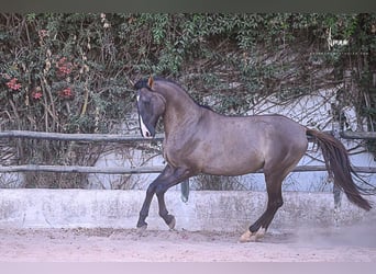Lusitanien, Étalon, 7 Ans, 168 cm, Grullo
