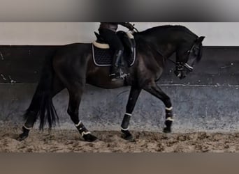 Lusitanien, Étalon, 7 Ans, 169 cm, Noir