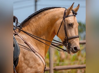 Lusitanien, Étalon, 7 Ans, 172 cm, Isabelle