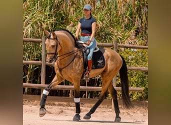 Lusitanien, Étalon, 7 Ans, 172 cm, Isabelle