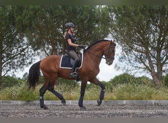 Lusitanien, Étalon, 7 Ans, 173 cm, Bai cerise