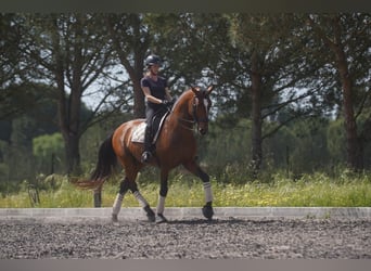 Lusitanien, Étalon, 7 Ans, 173 cm, Bai cerise