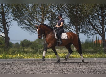 Lusitanien, Étalon, 7 Ans, 173 cm, Bai cerise