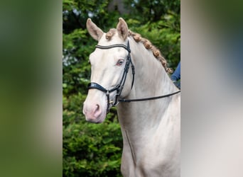 Lusitanien Croisé, Étalon, 7 Ans, 175 cm, Perlino