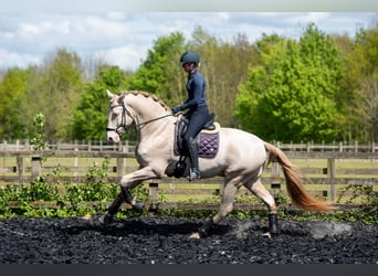 Lusitanien Croisé, Étalon, 7 Ans, 175 cm, Perlino