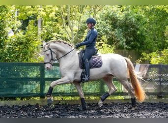 Lusitanien Croisé, Étalon, 7 Ans, 175 cm, Perlino