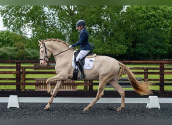 Lusitanien Croisé, Étalon, 7 Ans, 175 cm, Perlino