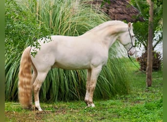 Lusitanien, Étalon, 8 Ans, 159 cm, Perlino