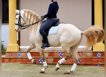 Lusitanien, Étalon, 8 Ans, 159 cm, Perlino
