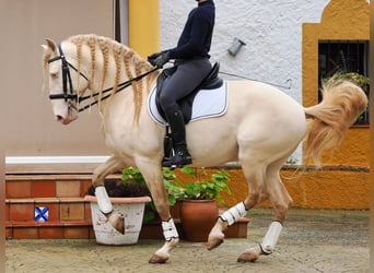 Lusitanien, Étalon, 8 Ans, 159 cm, Perlino
