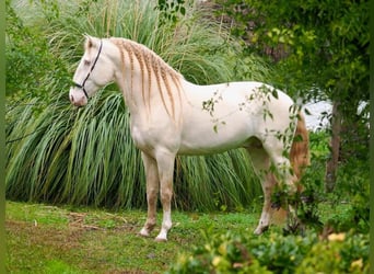 Lusitanien, Étalon, 8 Ans, 159 cm, Perlino