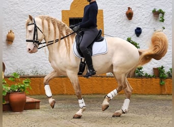 Lusitanien, Étalon, 8 Ans, 159 cm, Perlino