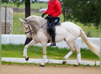 Lusitanien, Étalon, 8 Ans, 160 cm, Gris