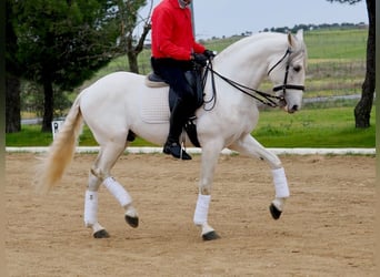Lusitanien, Étalon, 8 Ans, 160 cm, Gris
