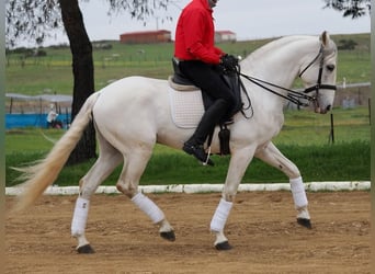 Lusitanien, Étalon, 8 Ans, 160 cm, Gris