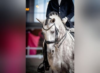 Lusitanien, Étalon, 8 Ans, 160 cm, Gris
