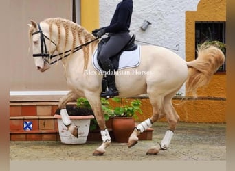 Lusitanien, Étalon, 8 Ans, 161 cm, Perlino