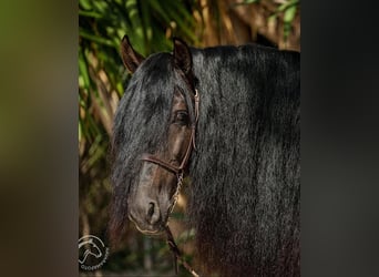 Lusitanien, Étalon, 8 Ans, 163 cm, Bai brun