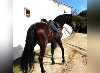 Lusitanien, Étalon, 8 Ans, 165 cm, Bai brun