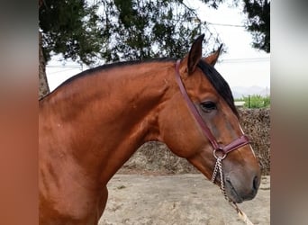 Lusitanien, Étalon, 8 Ans, 165 cm, Bai
