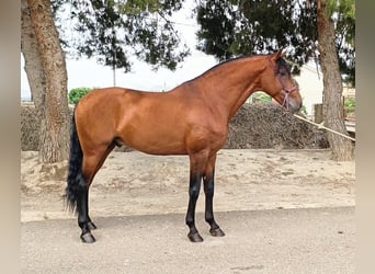 Lusitanien, Étalon, 8 Ans, 165 cm, Bai