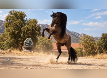 Lusitanien Croisé, Étalon, 8 Ans, 165 cm, Grullo