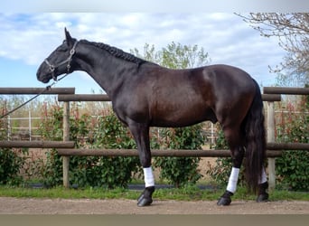 Lusitanien, Étalon, 8 Ans, 165 cm, Noir