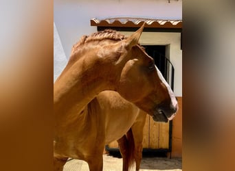 Lusitanien, Étalon, 8 Ans, 166 cm, Alezan dun