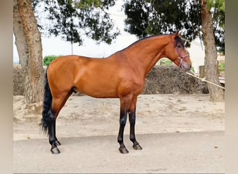 Lusitanien, Étalon, 8 Ans, 166 cm, Bai