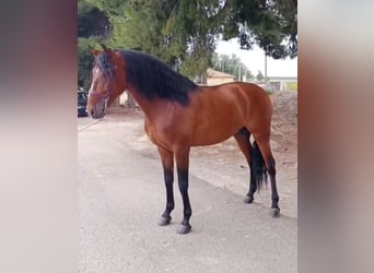 Lusitanien, Étalon, 8 Ans, 166 cm, Bai