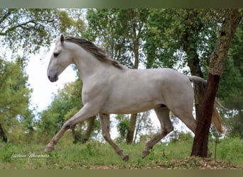 Lusitanien, Étalon, 8 Ans, 166 cm, Gris