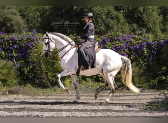 Lusitanien, Étalon, 8 Ans, 166 cm, Gris