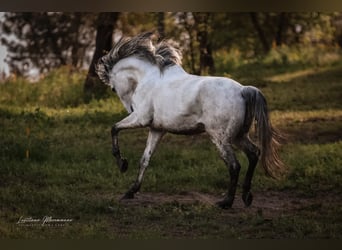 Lusitanien, Étalon, 8 Ans, 166 cm, Gris