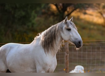 Lusitanien, Étalon, 8 Ans, 166 cm, Gris