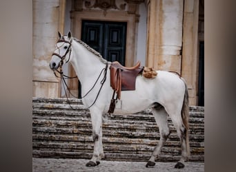 Lusitanien, Étalon, 8 Ans, 166 cm, Gris