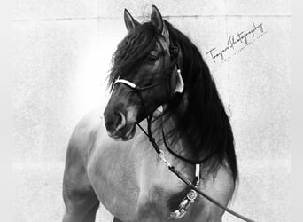 Lusitanien Croisé, Étalon, 8 Ans, 166 cm, Grullo