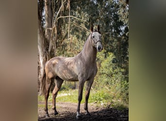 Lusitanien, Étalon, 8 Ans, 169 cm, Aubère