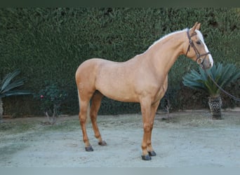 Lusitanien Croisé, Étalon, 8 Ans, 170 cm, Perle